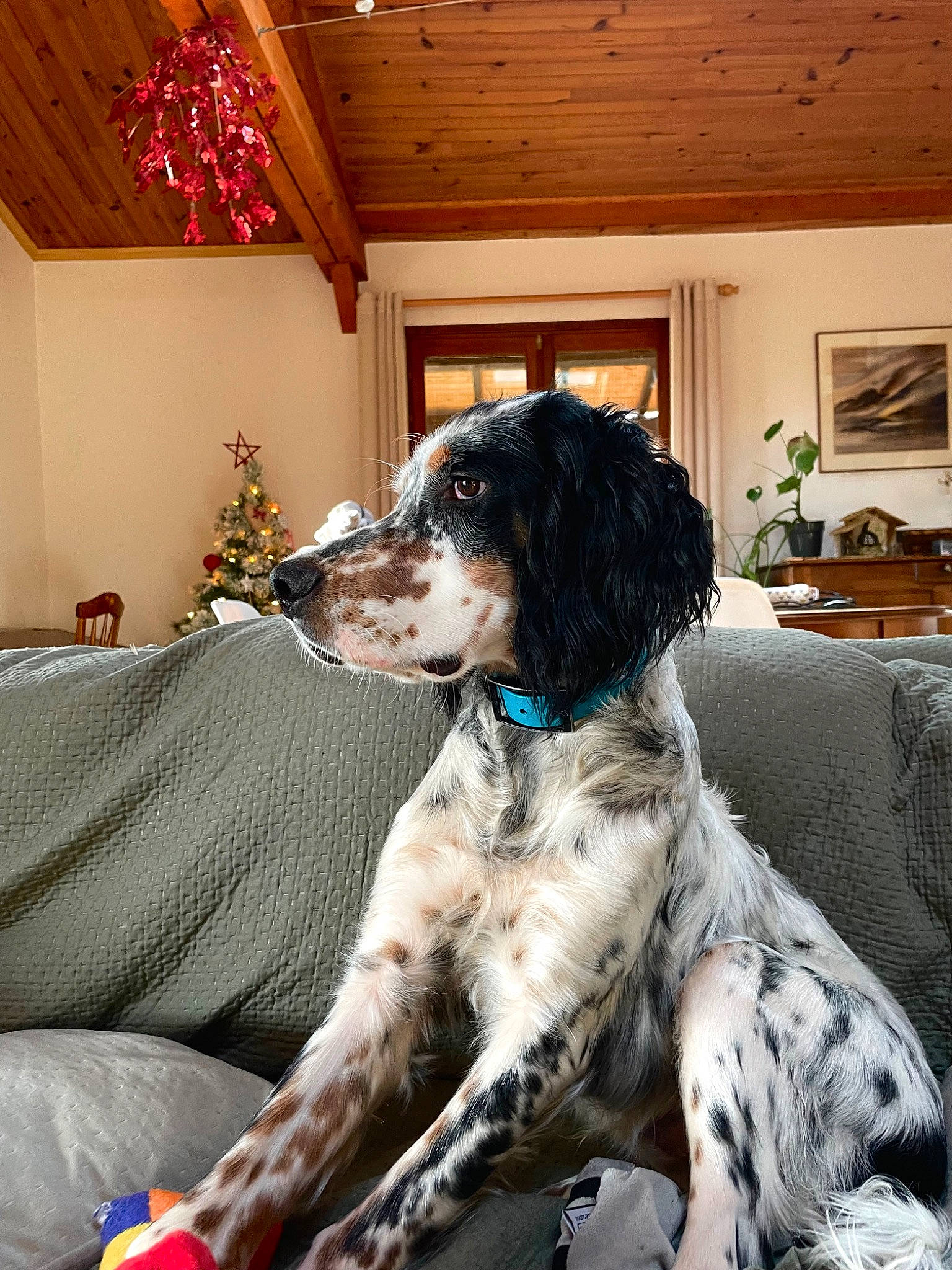 Uno a rejoint le concours — aidez-le/la à gagner de superbes lots ! canidae, carnivore, ceiling, comfort, companion_dog, couch, dog, dog_breed, fur, gun_dog, houseplant, living_room, picture_frame, plant, room, sporting_group, texas_heeler, working_animal, working_dog