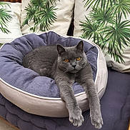 Freud participe au concours pour gagner de l'argent avec cette photo : animal, calm, cat, cozy, cushion, domestic_cat, fabric, furniture, gray_cat, indoor, leaf_pattern, orange_eyes, pet, pet_bed, pillow, relaxed, resting, soft, stretching, wooden_frame