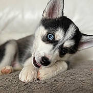 Vasko participe au concours pour gagner de l'argent avec cette photo : animal, canine, cat, cockerspaniel, dog, eskimodog, hound, husky, kitten, papillon, pet, puppy, snout, terrier, whitedog