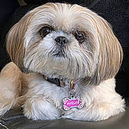 Marlee joined the competition — help win amazing prizes! dog, pet, fluffy, close_up, collar, tag, brown_eyes, cute, indoor, resting, fur, small_dog, shih_tzu, animal, companion, portrait, looking_away, domestic_animal, relaxed, sitting