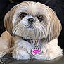 dog, pet, fluffy, close_up, collar, tag, brown_eyes, cute, indoor, resting, fur, small_dog, shih_tzu, animal, companion, portrait, looking_away, domestic_animal, relaxed, sitting