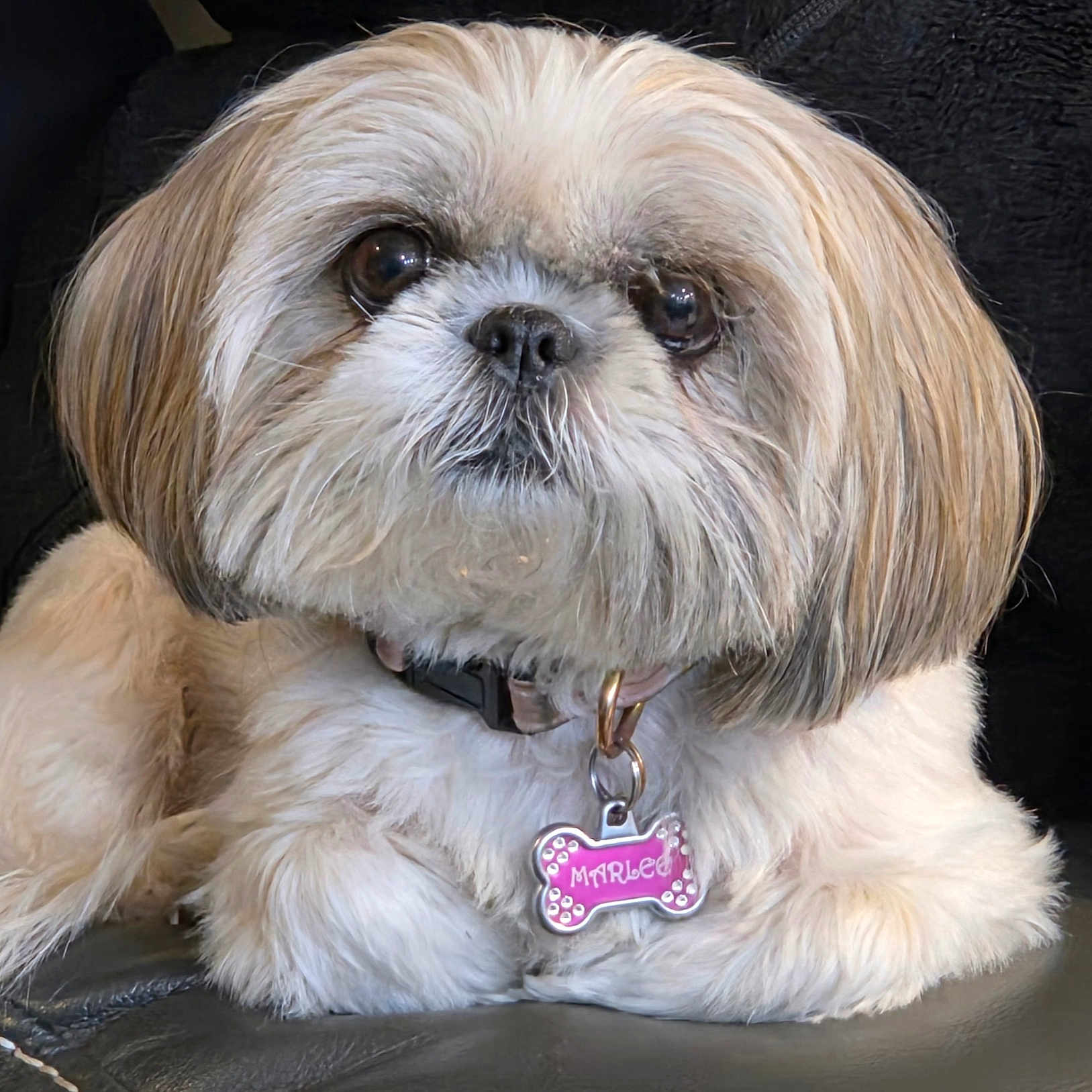 Marlee joined the competition — help win amazing prizes! animal, brown_eyes, close_up, collar, companion, cute, dog, domestic_animal, fluffy, fur, indoor, looking_away, pet, portrait, relaxed, resting, shih_tzu, sitting, small_dog, tag
