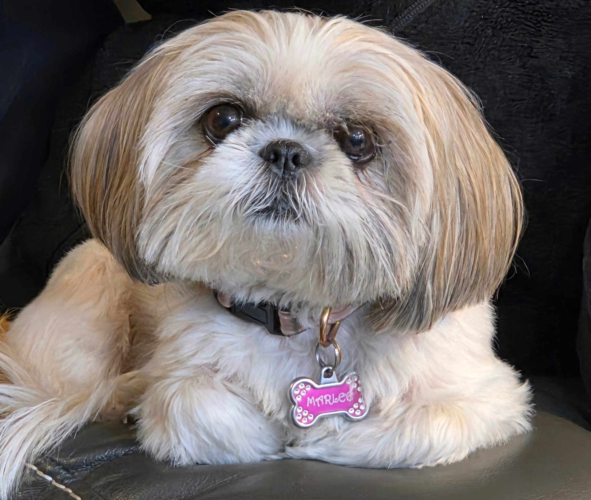 Marlee joined the competition — help win amazing prizes! dog, pet, fluffy, close_up, collar, tag, brown_eyes, cute, indoor, resting, fur, small_dog, shih_tzu, animal, companion, portrait, looking_away, domestic_animal, relaxed, sitting