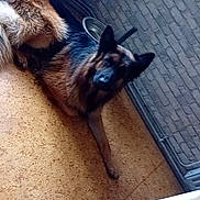 Urkan participe au concours pour gagner de l'argent avec cette photo : dog, german_shepherd, indoor, floor, brick_wall, window, pet, animal, canine, fur, ears, lying_down, looking, calm, domestic, home, resting, side_view, muzzle, tail