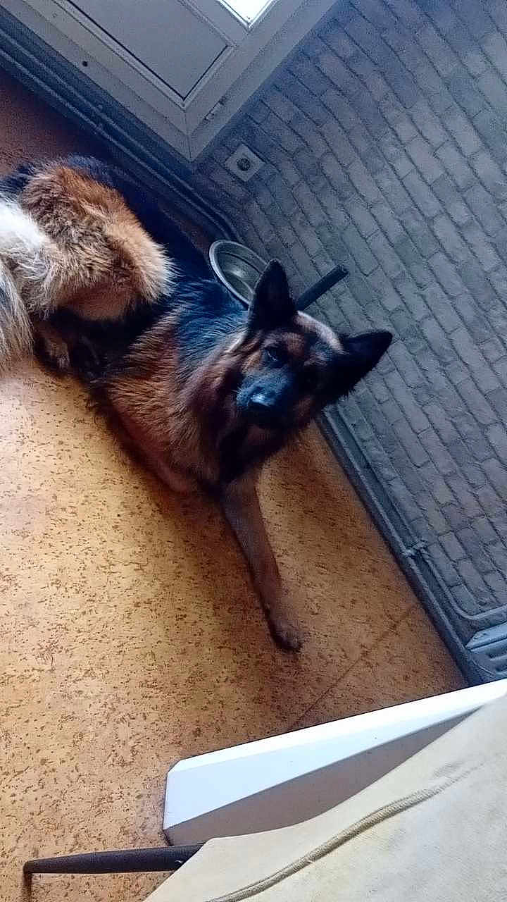 Urkan participe au concours pour gagner de l'argent avec cette photo : dog, german_shepherd, indoor, floor, brick_wall, window, pet, animal, canine, fur, ears, lying_down, looking, calm, domestic, home, resting, side_view, muzzle, tail