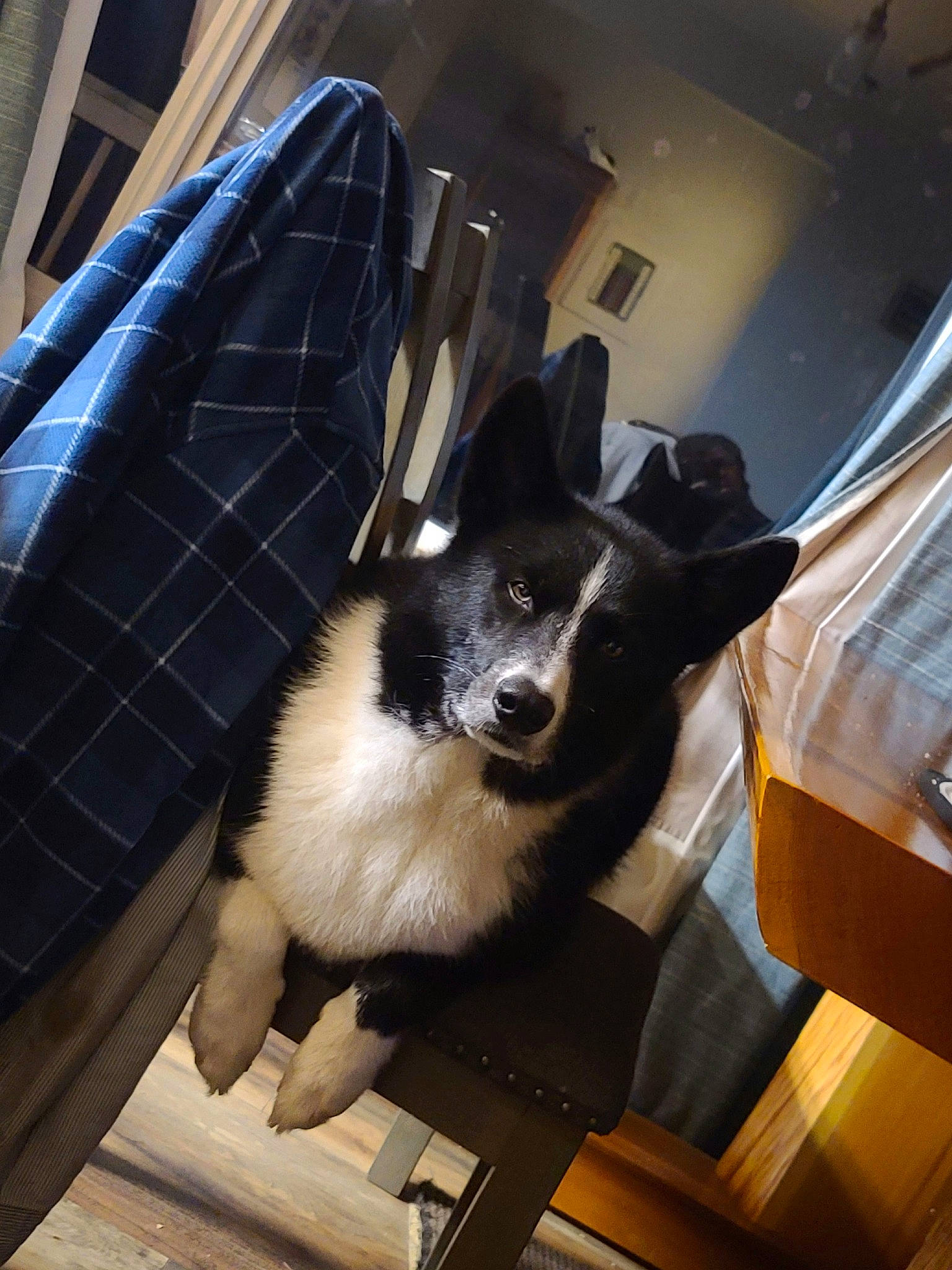 Kai is registered to the contest to win money with this photo: canidae, carnivore, companion_dog, dog, dog_breed, fawn, felidae, flooring, fur, metal, pattern, plaid, small_to_medium_sized_cats, snout, sporting_group, tartan, terrestrial_animal, whiskers, wood, working_animal