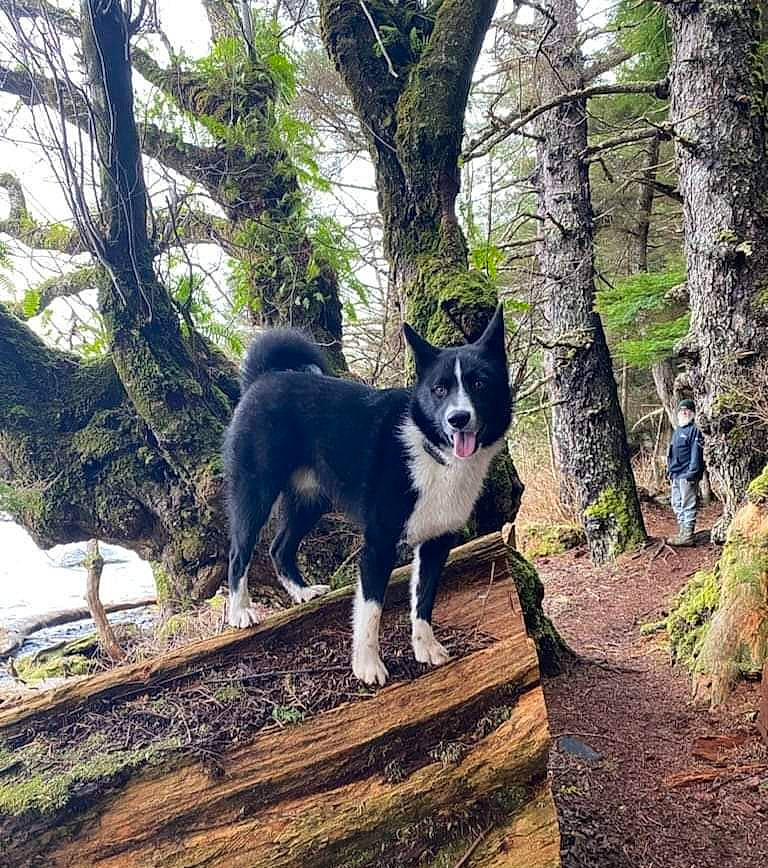 Kai is registered to the contest to win money with this photo: adventure, canidae, canis, carnivore, companion_dog, dog, dog_breed, forest, herding_dog, non_sporting_group, plant, recreation, sporting_group, tail, tree, wood, woodland, working_animal, working_dog