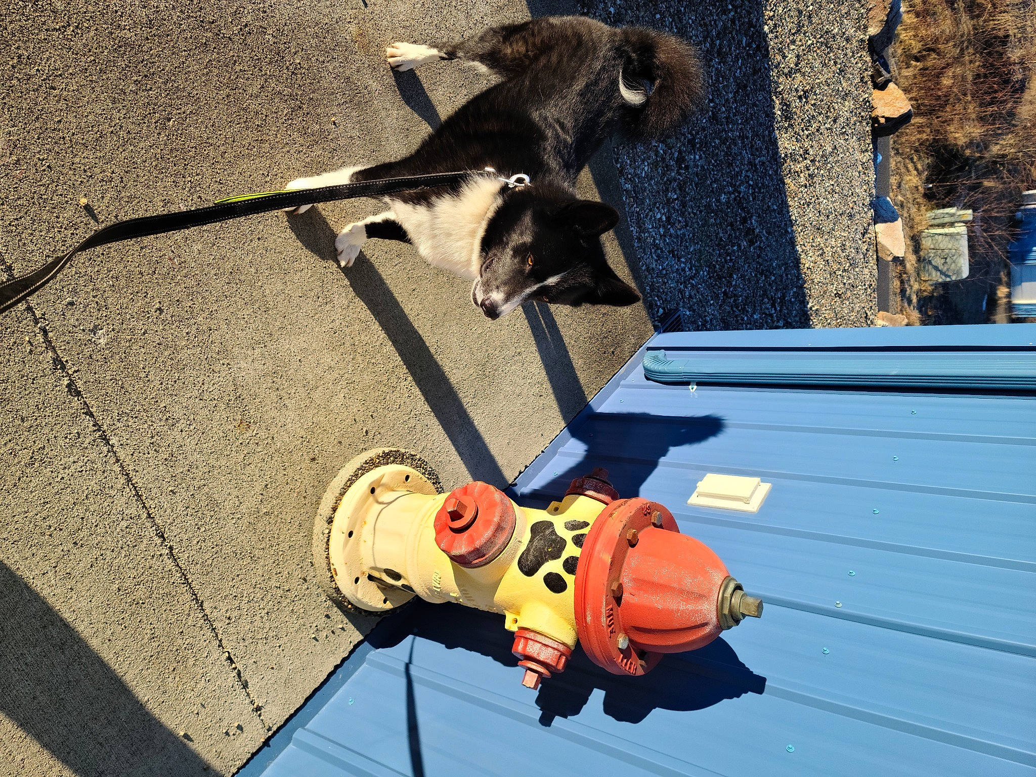 Kai joined the competition — help win amazing prizes! adventure, asphalt, bag, baggage, carnivore, companion_dog, dog_breed, electric_blue, fashion_accessory, felidae, flooring, fur, leash, leisure, luggage_and_bags, recreation, shadow, sidewalk, small_to_medium_sized_cats, tail