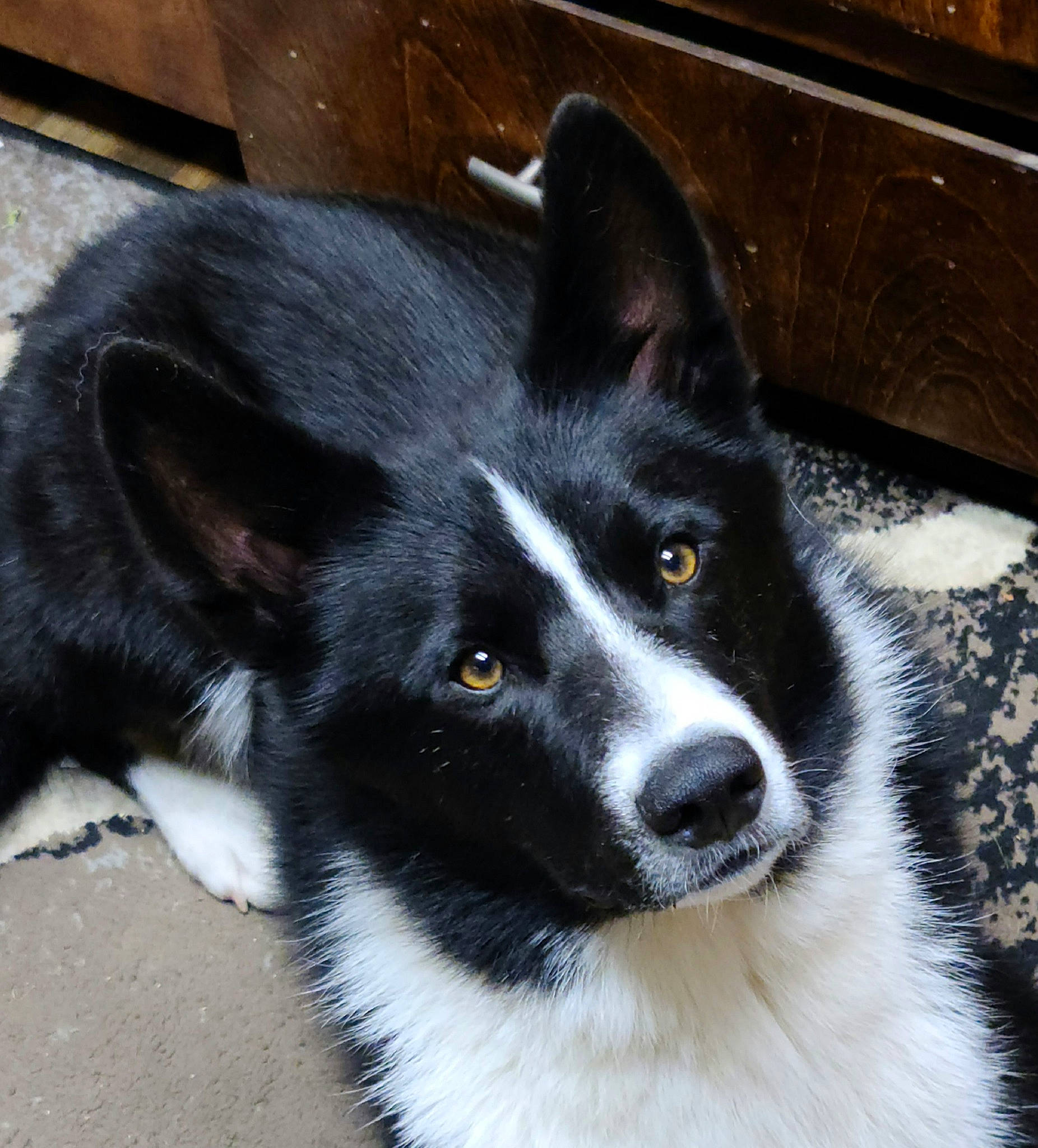 Kai joined the competition — help win amazing prizes! carnivore, companion_dog, dog, dog_breed, fur, herding_dog, non_sporting_group, snout, sporting_group, terrestrial_animal, whiskers, working_animal, working_dog