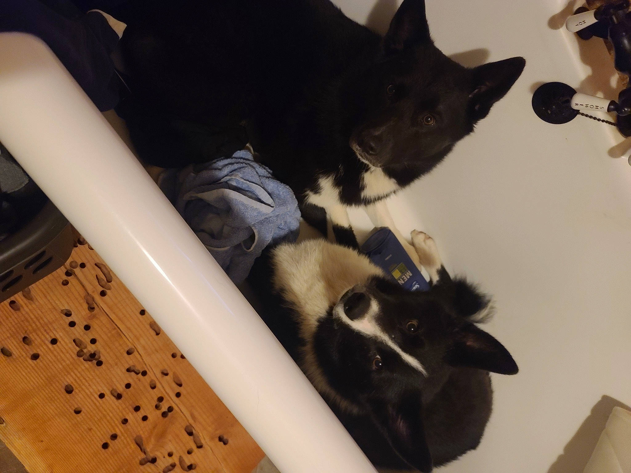 Kai joined the competition — help win amazing prizes! black_cat, cat, claw, comfort, companion_dog, dog_breed, domestic_short_haired_cat, felidae, flooring, fur, hardwood, human_leg, laptop, paw, room, small_to_medium_sized_cats, tail, thigh, whiskers, wood