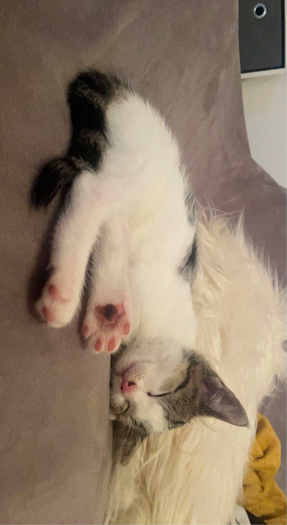 Mia is registered to the contest to win money with this photo: art, carnivore, cat, claw, comfort, couch, domestic_short_haired_cat, ear, eye, fang, felidae, foot, fur, gesture, nap, paw, small_to_medium_sized_cats, snout, tail, whiskers