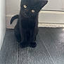 Ziggy is registered to the contest to win money with this photo: abyssinian, animal, blackcat, cat, hardwood, kitten, manx, pet, wood