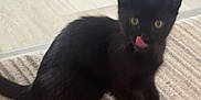 Ziggy is registered to the contest to win money with this photo: abyssinian, animal, blackcat, bodypart, cat, egyptiancat, kitten, manx, mouth, person, pet, wood