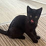 abyssinian, animal, blackcat, bodypart, cat, egyptiancat, kitten, manx, mouth, person, pet, wood