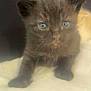 Ziggy is registered to the contest to win money with this photo: abyssinian, angora, animal, blackcat, brasssection, cat, horn, kitten, manx, musicalinstrument, pet, siamese, snout