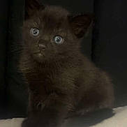 Ziggy is registered to the contest to win money with this photo: abyssinian, angora, animal, blackcat, cat, kitten, manx, pet, siamese