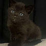 abyssinian, angora, animal, blackcat, cat, kitten, manx, pet, siamese