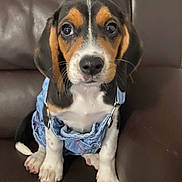 Lady Pearl joined the competition — help win amazing prizes! beagle, puppy, dog, tricolor, denim_overalls, clothing, couch, leather_couch, sitting, closeup, big_eyes, cute, whiskers, paws, nose, ears, indoor, portrait, pet, background_blur