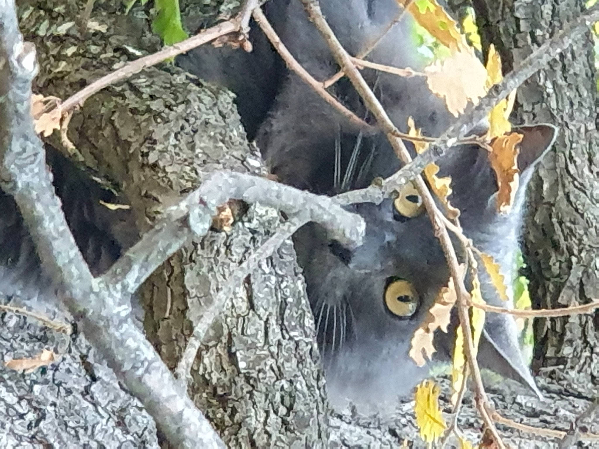 Bella a rejoint le concours — aidez-le/la à gagner de superbes lots ! automotive_tire, automotive_wheel_system, bird_of_prey, branch, forest, jungle, metal, motor_vehicle, natural_material, northern_hardwood_forest, plant, rim, root, soil, terrestrial_animal, tree, trunk, twig, wildlife, wood