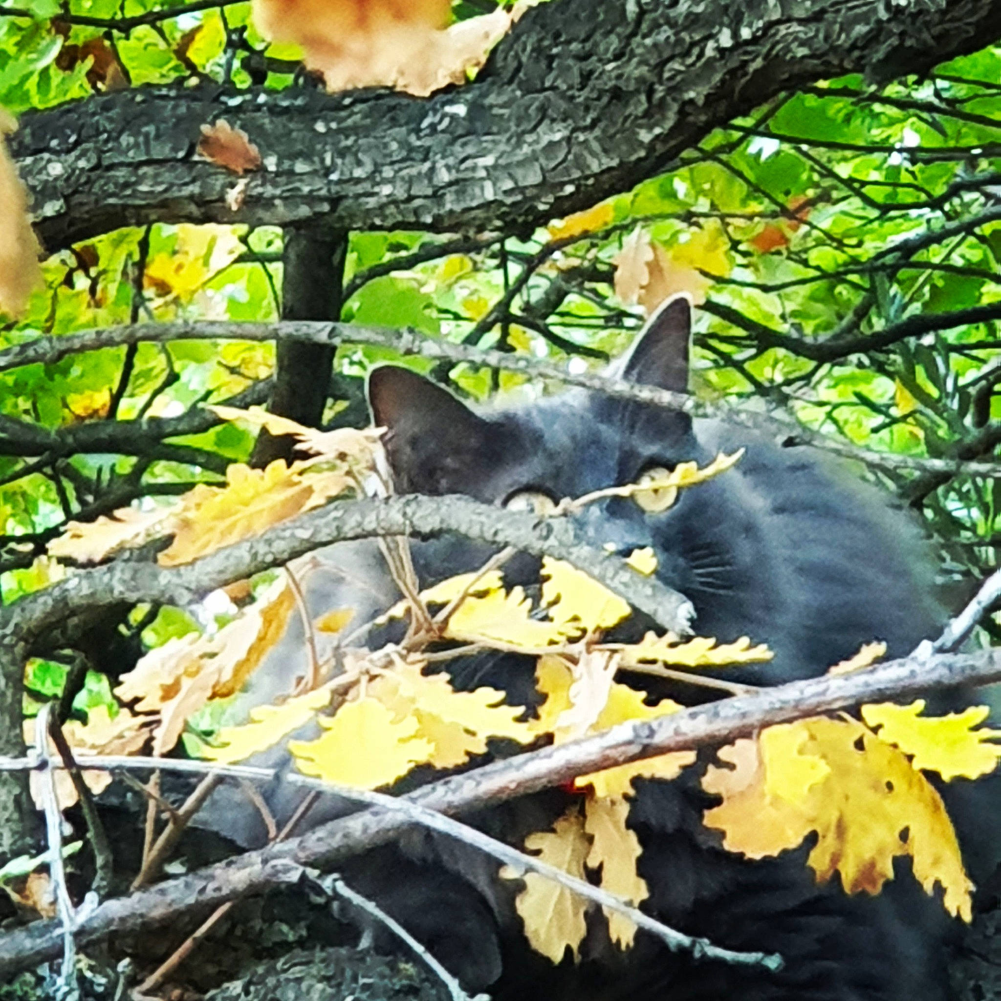Bella participe au concours pour gagner de l'argent avec cette photo : branch, carnivore, cat, deciduous, felidae, fur, grass, maple_leaf, northern_hardwood_forest, plant, small_to_medium_sized_cats, tail, temperate_broadleaf_and_mixed_forest, terrestrial_animal, tints_and_shades, tree, trunk, twig, whiskers, woodland