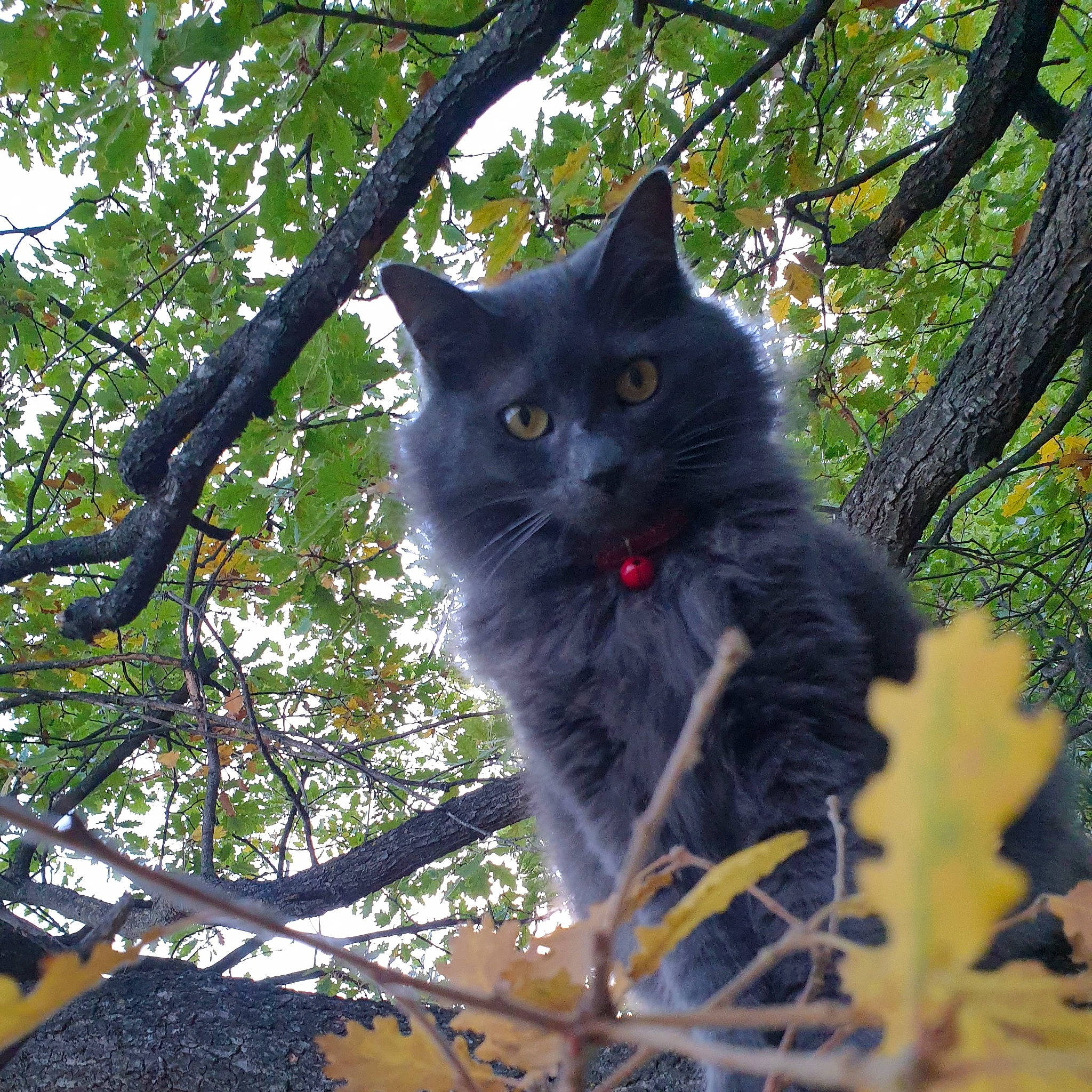 Bella a rejoint le concours — aidez-le/la à gagner de superbes lots ! black_cat, carnivore, cat, deciduous, domestic_short_haired_cat, electric_blue, felidae, fur, grass, leaf, plant, plant_stem, small_to_medium_sized_cats, snout, tail, tree, trunk, twig, whiskers, wood
