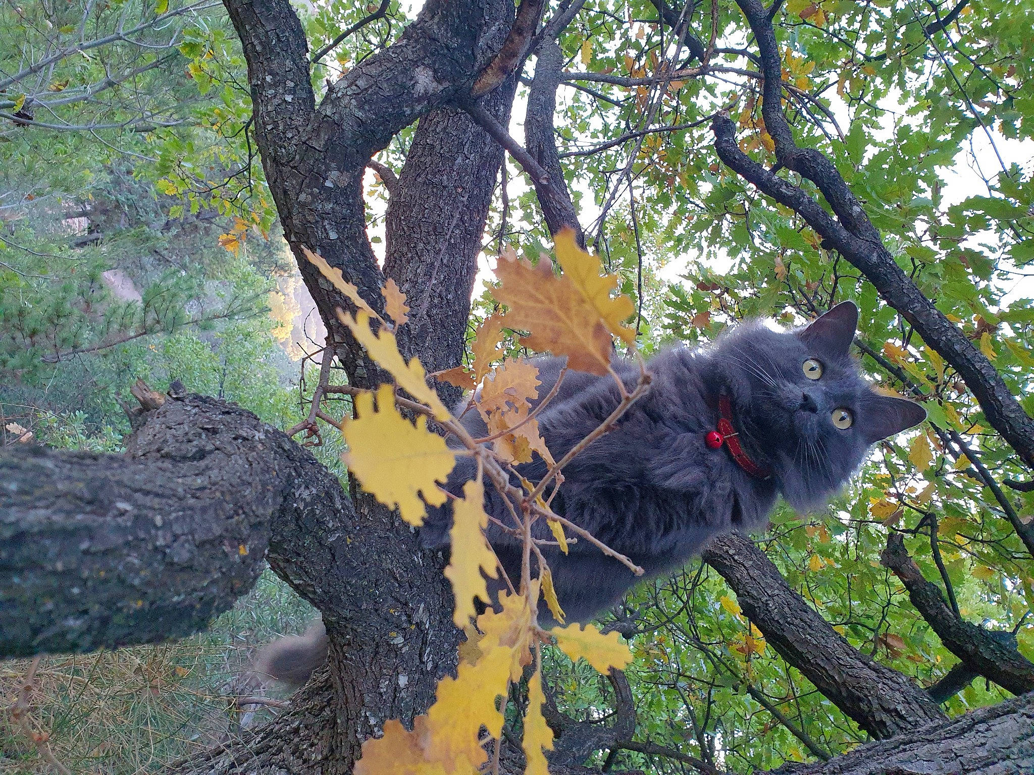 Bella a rejoint le concours — aidez-le/la à gagner de superbes lots ! branch, carnivore, deciduous, felidae, forest, fur, grass, northern_hardwood_forest, plant, small_to_medium_sized_cats, tail, temperate_broadleaf_and_mixed_forest, tree, trunk, twig, whiskers, wildlife, wood, woodland, woody_plant