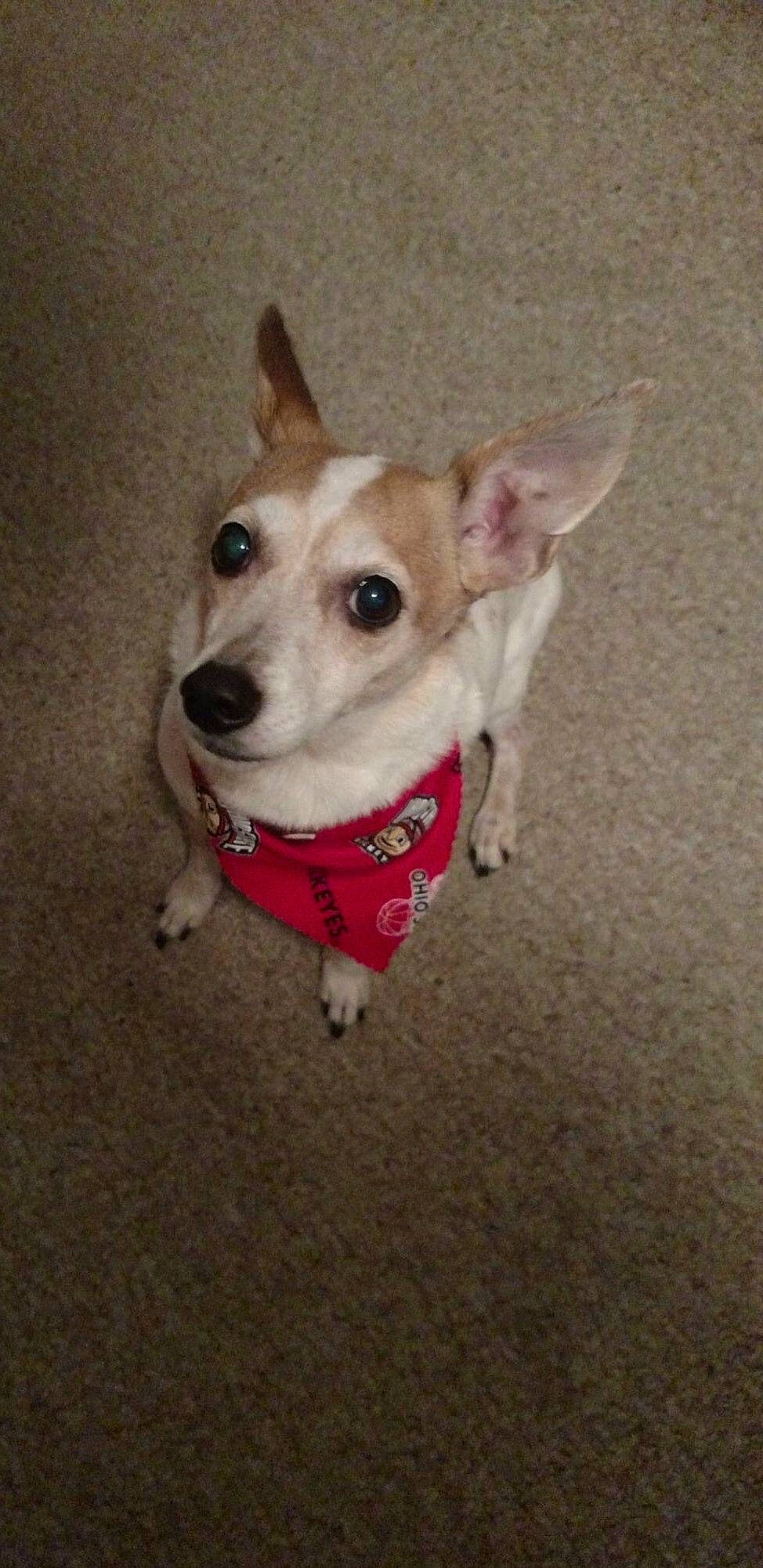 Bell joined the competition — help win amazing prizes! canidae, carnivore, collar, companion_dog, dog, dog_breed, dog_clothes, dog_collar, dog_supply, ear, eye, fawn, fur, jaw, leash, pet_supply, snout, sporting_group, whiskers, working_animal