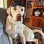 dog, labrador, hat, cap, indoor, couch, blanket, wooden_furniture, pet, animal, canine, relaxed, fur, ears, tail, home, cozy, portrait, sitting, looking