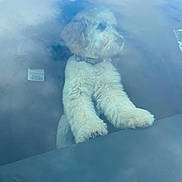 Sadie is registered to the contest to win money with this photo: dog, car, windshield, reflection, clouds, fluffy, pet, animal, collar, dashboard, inside, curious, white, fur, paws, vehicle, travel, companion, cute, looking