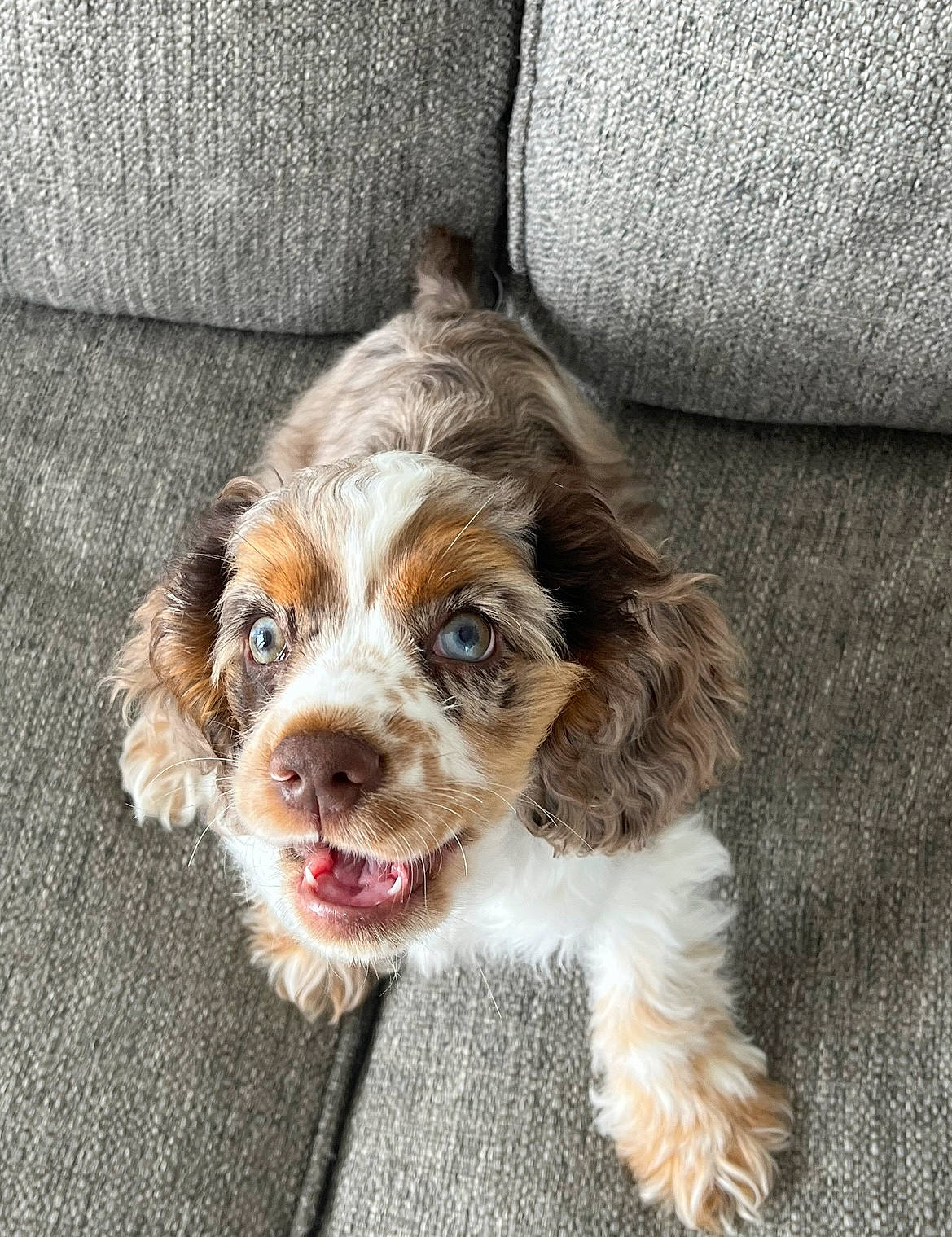 Harper is registered to the contest to win money with this photo: canidae, carnivore, companion_dog, dog, dog_breed, dog_collar, fur, gun_dog, liver, puppy, snout, spaniel, sporting_group, terrestrial_animal, toy_dog, whiskers, wood