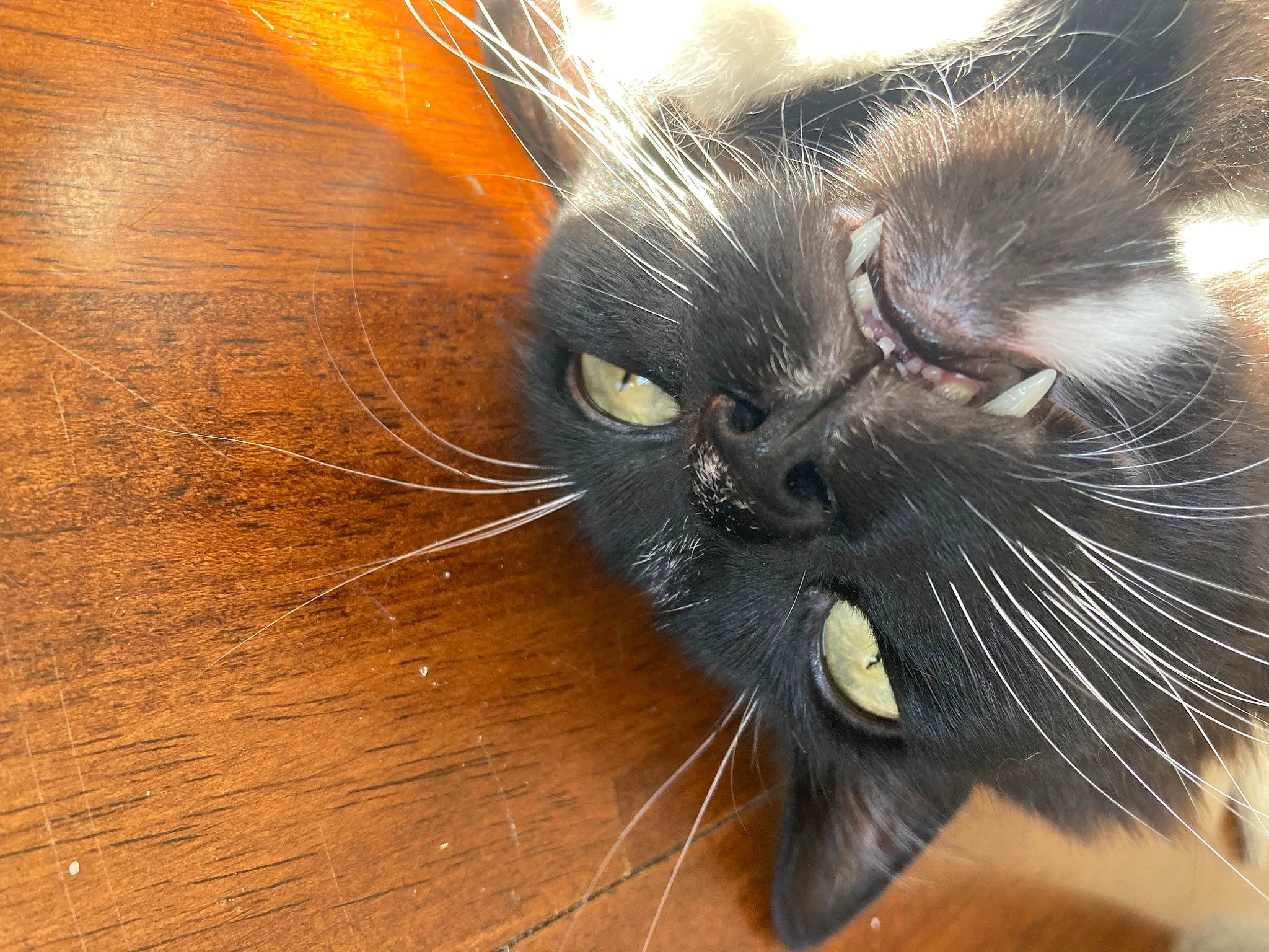 Angel is registered to the contest to win money with this photo: black_cat, carnivore, cat, claw, domestic_short_haired_cat, eye, felidae, flooring, fur, hardwood, paw, small_to_medium_sized_cats, snout, tail, terrestrial_animal, varnish, whiskers, wildlife, wood, wood_stain