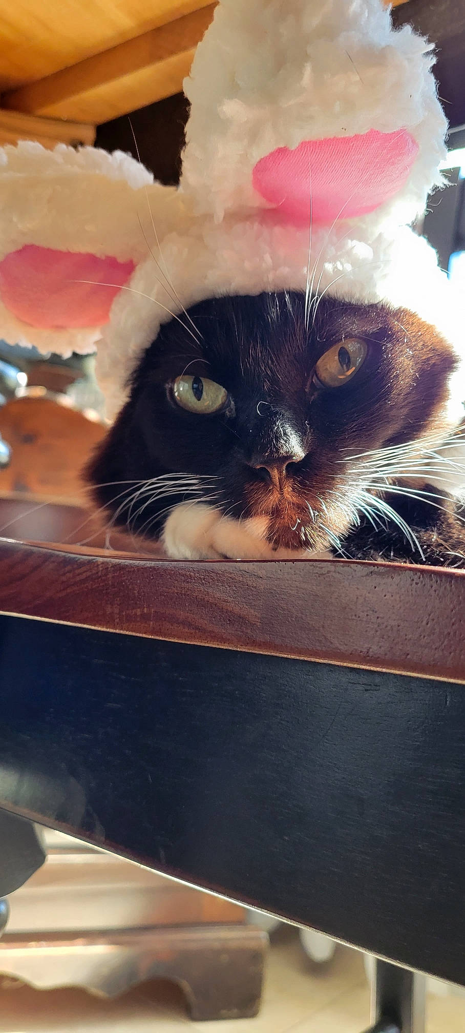 Angel is registered to the contest to win money with this photo: box, carnivore, cat, cloud, comfort, domestic_short_haired_cat, felidae, fur, happy, love, mammal, paw, photo_caption, room, small_to_medium_sized_cats, snout, tail, vertebrate, whiskers, wood