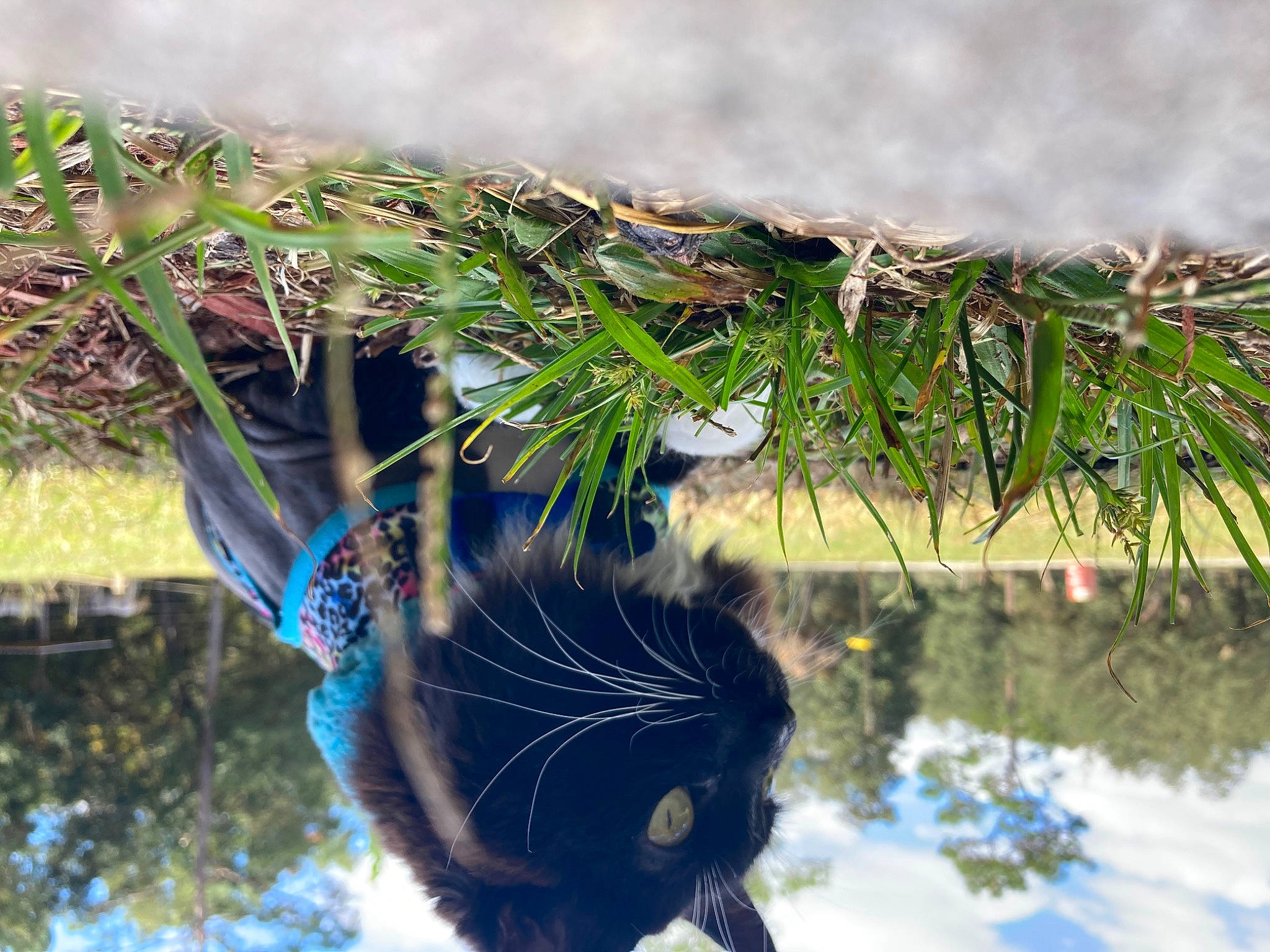 Angel is registered to the contest to win money with this photo: botany, branch, carnivore, cat, evergreen, felidae, grass, grass_family, leaf, nature, people_in_nature, plant, small_to_medium_sized_cats, tail, terrestrial_plant, tree, twig, water, whiskers, window