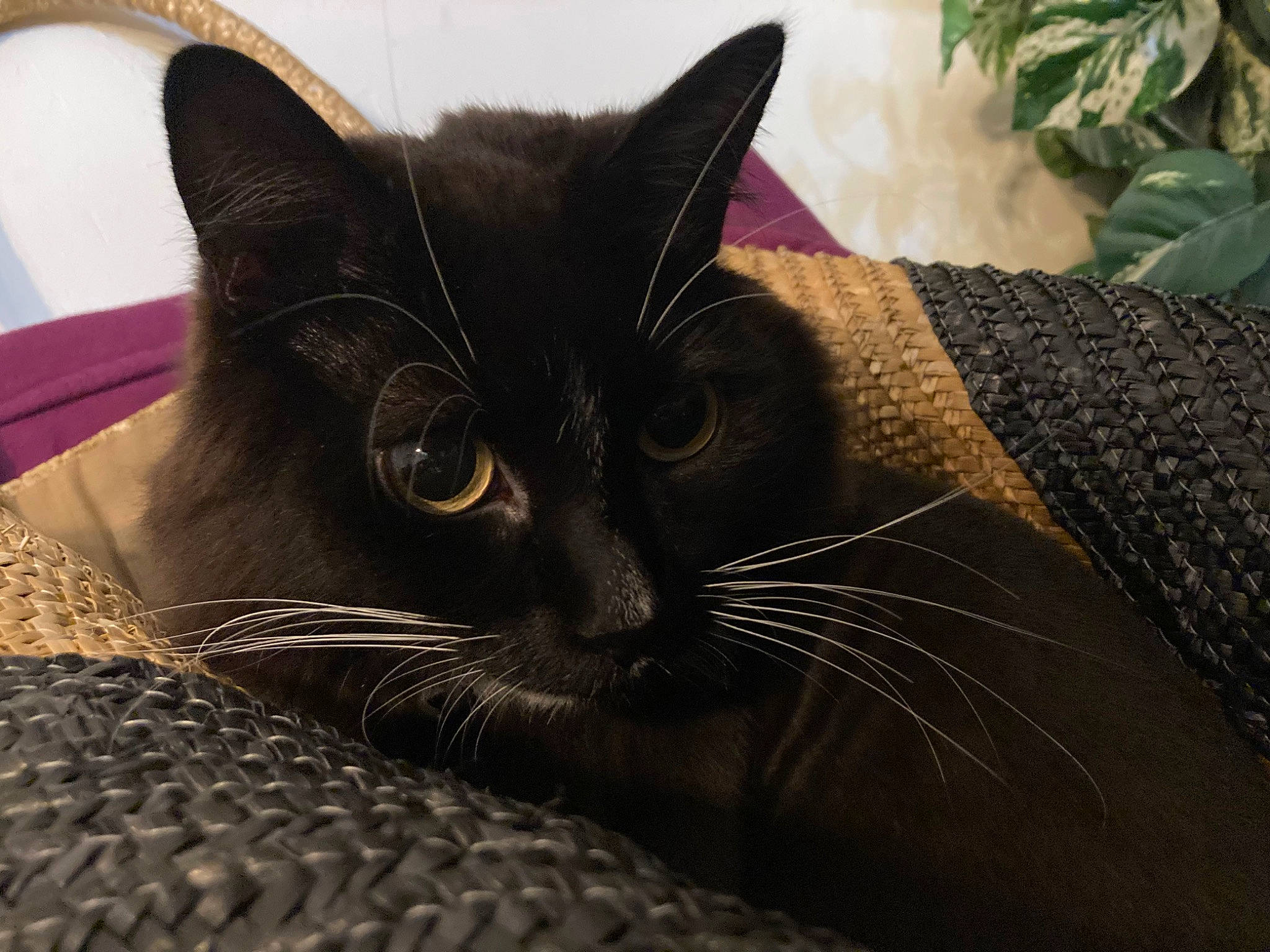 Angel joined the competition — help win amazing prizes! black_cat, carnivore, cat, comfort, domestic_short_haired_cat, felidae, flowerpot, fur, houseplant, paw, plant, sand, small_to_medium_sized_cats, snout, tail, terrestrial_animal, whiskers