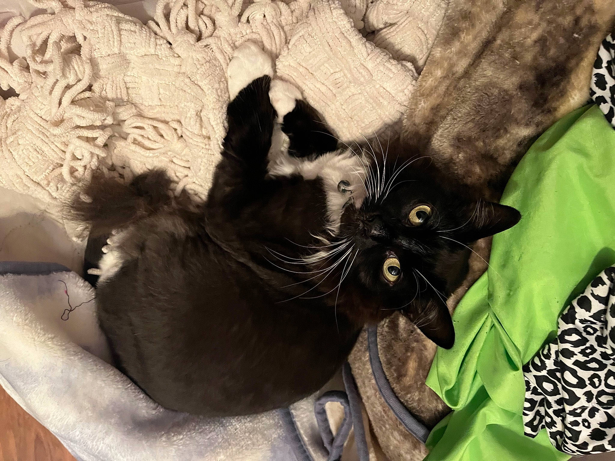 Angel joined the competition — help win amazing prizes! black_cat, bombay, carnivore, cat, claw, comfort, domestic_short_haired_cat, felidae, foot, fur, grass, monochrome_photography, paw, plant, small_to_medium_sized_cats, tail, terrestrial_animal, tree, whiskers