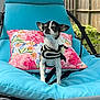 animal, backyard, canine, chair, chihuahua, cushion, dog, fence, floral_pattern, greenery, leisure, outdoor, pet, pet_harness, pillow, relaxation, small_dog, summer, sunshade, wood