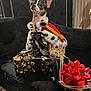 Petra is registered to the contest to win money with this photo: animal, black_couch, bow, cape, celebration, chihuahua, costume, crown, cute, decor, dog, fur, gift, holiday, indoor, pet, present, ribbon, small_dog, velvet