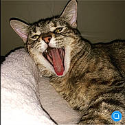 Piper joined the competition — help win amazing prizes! animal, blanket, cat, close_up, cozy, ears, eyes, funny, fur, indoor, lying_down, open_mouth, pet, portrait, striped_fur, tabby_cat, teeth, tongue, whiskers, yawning