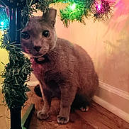 Smokey joined the competition — help win amazing prizes! cat, feline, pet, animal, christmas_tree, holiday, festive, colorful_lights, string_lights, indoor, wooden_floor, wall, sitting, collar, brown_fur, short_hair, whiskers, large_eyes, portrait, decoration