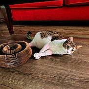 Samuel is registered to the contest to win money with this photo: cat, indoor, wooden_floor, red_couch, cardboard_toy, pet, animal, feline, curious, relaxed, home, cozy, stretching, brown_white_cat, flooring, living_room, furniture, domestic_animal, playful, resting