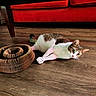 cat, indoor, wooden_floor, red_couch, cardboard_toy, pet, animal, feline, curious, relaxed, home, cozy, stretching, brown_white_cat, flooring, living_room, furniture, domestic_animal, playful, resting