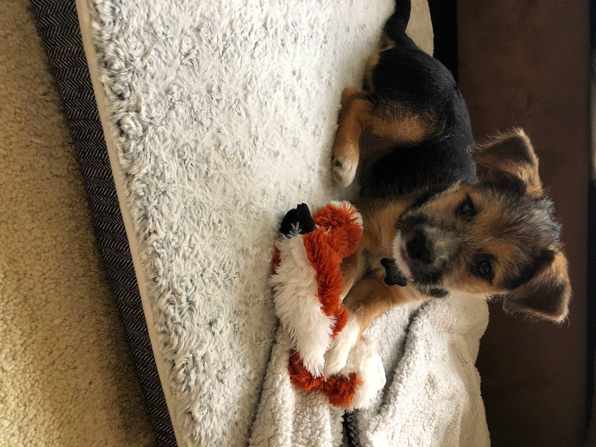 Deuce is registered to the contest to win money with this photo: canidae, carnivore, comfort, companion_dog, concrete, dog, dog_breed, door, dress, fawn, fur, linens, paw, room, sporting_group, stuffed_toy, tail, window, wood, wool