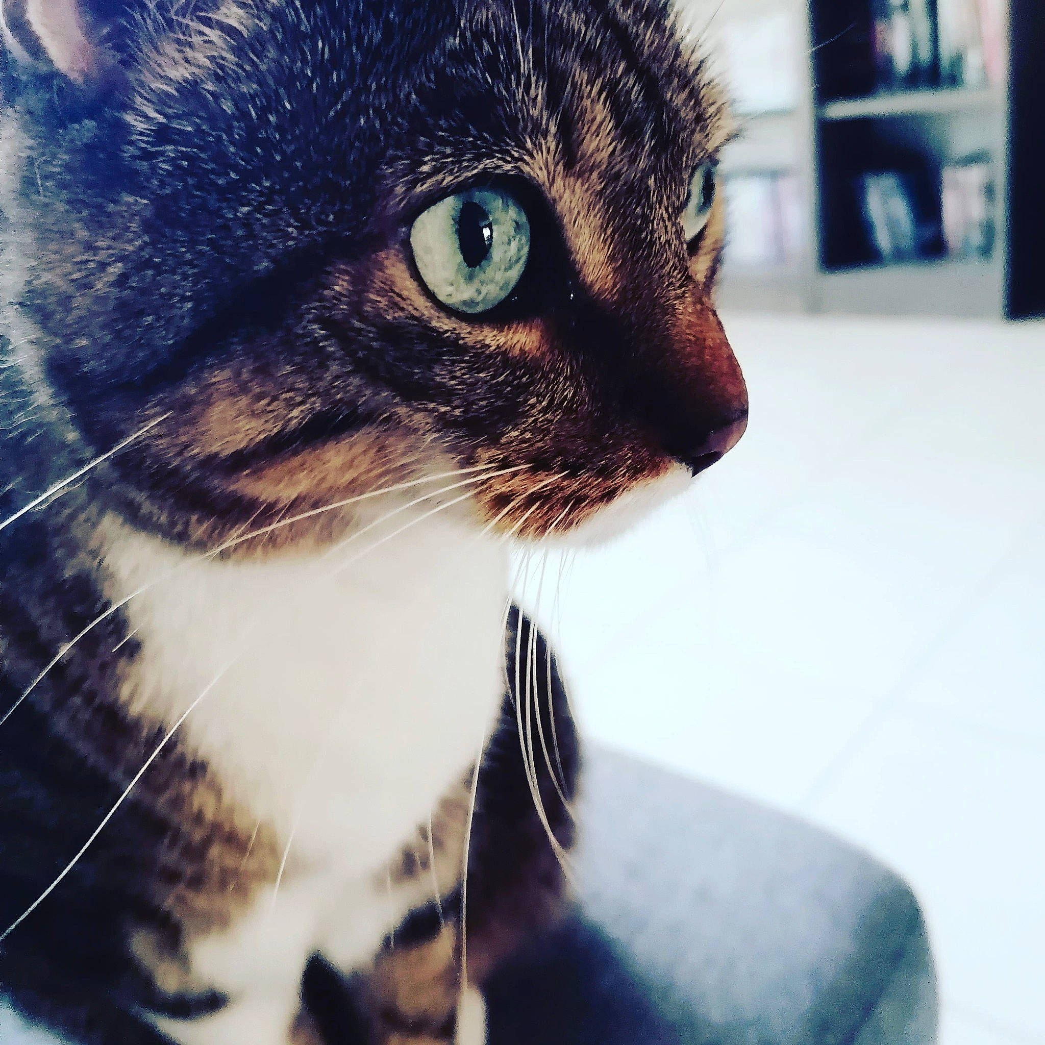 Eden participe au concours pour gagner de l'argent avec cette photo : aegean_cat, asian, beauty, carnivore, cat, close_up, domestic_short_haired_cat, ear, european_shorthair, eye, felidae, fur, kitten, nose, organ, sky, small_to_medium_sized_cats, snout, tabby_cat, whiskers