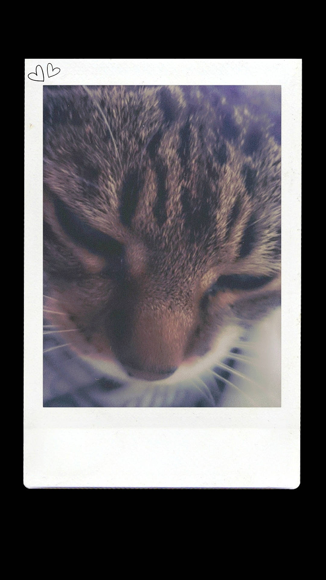 Eden a rejoint le concours — aidez-le/la à gagner de superbes lots ! carnivore, cat, domestic_short_haired_cat, eye, felidae, fur, organism, paw, photo_caption, rectangle, small_to_medium_sized_cats, square, whiskers, wildlife