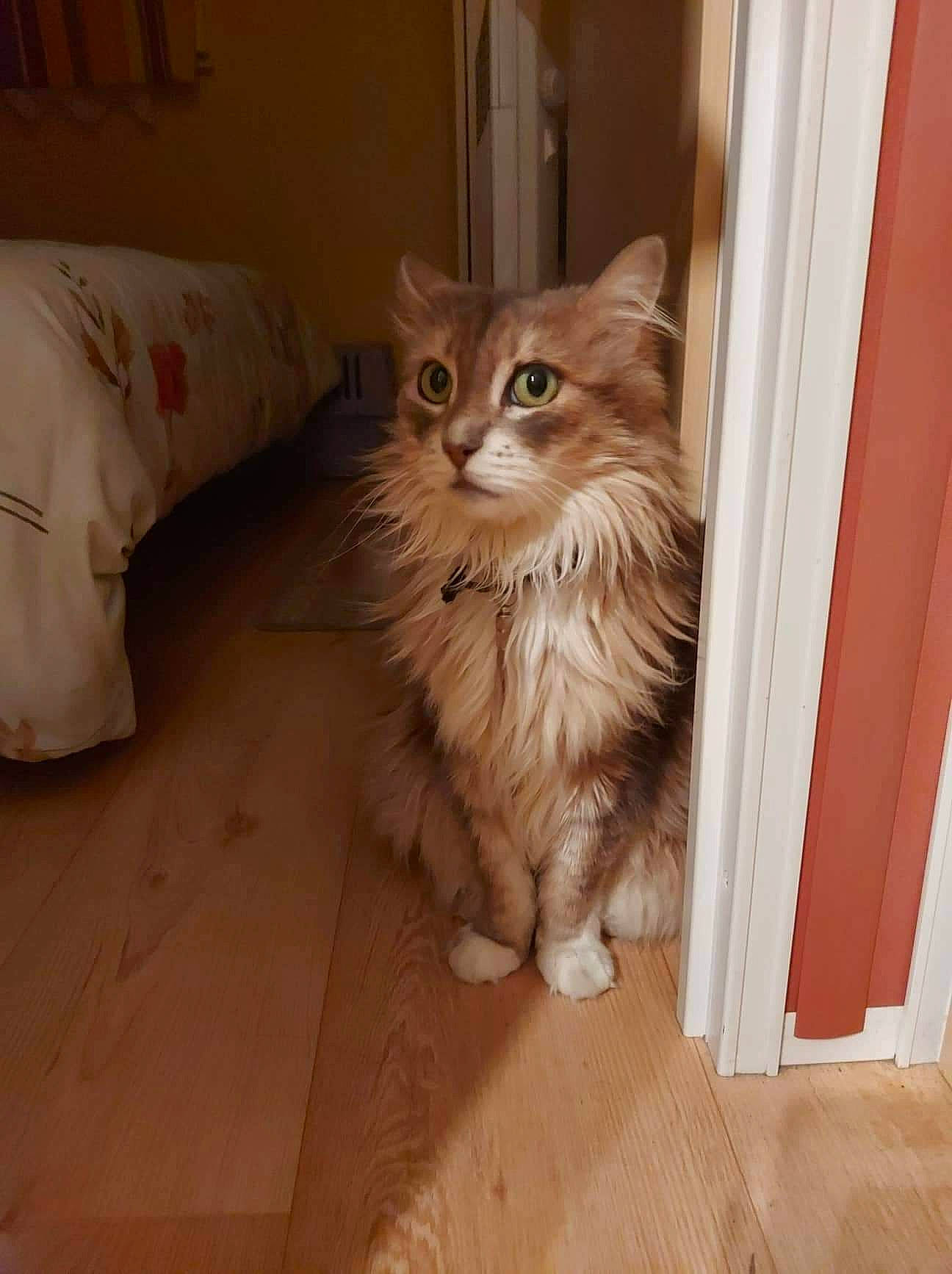 Gipsy a rejoint le concours — aidez-le/la à gagner de superbes lots ! box, carnivore, cat, comfort, fawn, felidae, floor, flooring, hardwood, iris, laminate_flooring, maine_coon, small_to_medium_sized_cats, snout, tail, terrestrial_animal, whiskers, window, wood, wood_stain