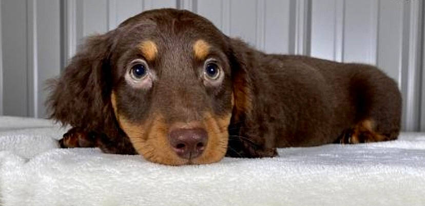 Toby is registered to the contest to win money with this photo: canidae, carnivore, companion_dog, dog, dog_breed, ear, eye, fur, gun_dog, hunting_dog, liver, pet_supply, snout, spaniel, sporting_group, terrestrial_animal, whiskers, working_animal