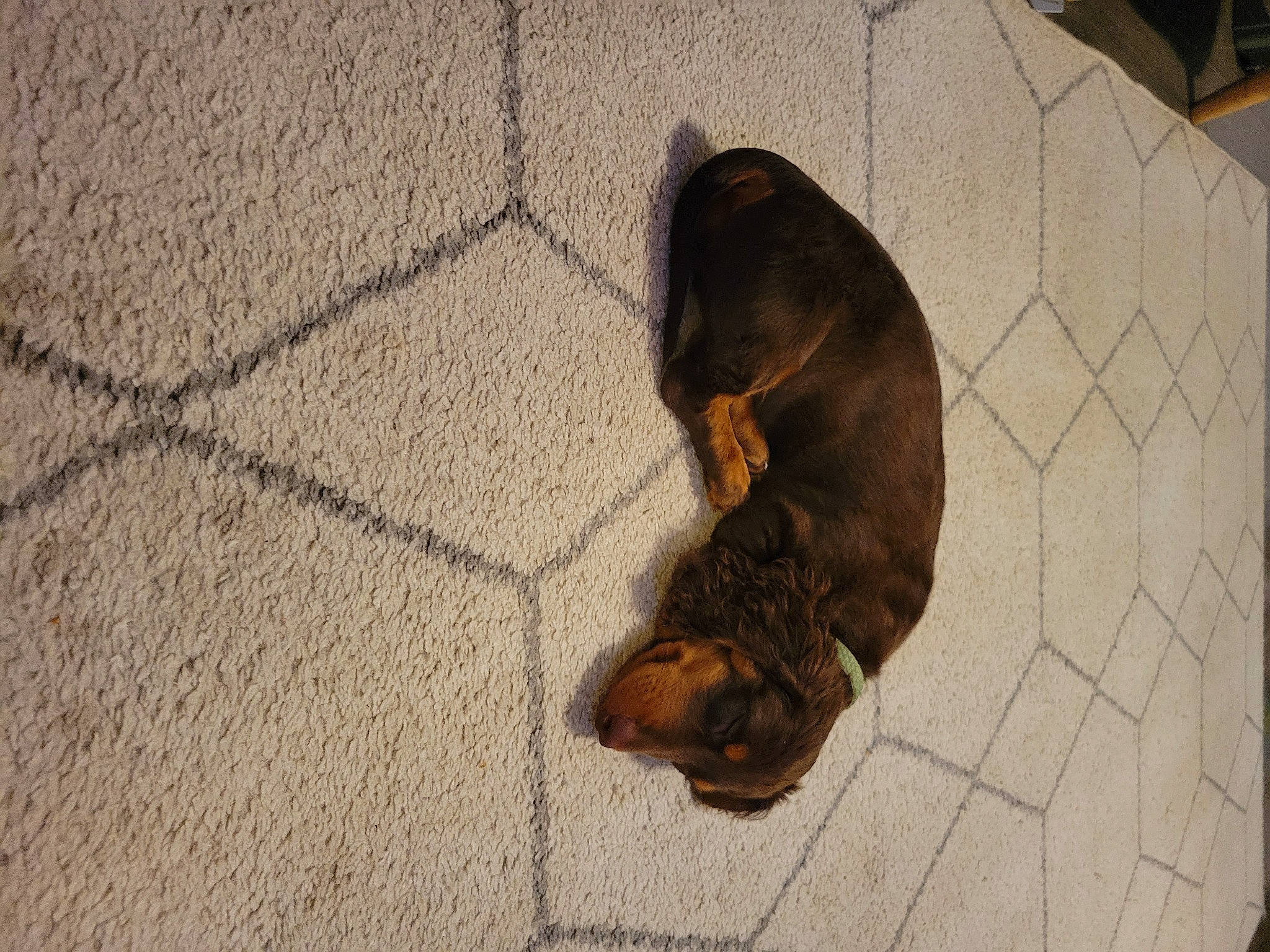 Toby is registered to the contest to win money with this photo: asphalt, canidae, carnivore, companion_dog, dog, dog_breed, fawn, felidae, floor, flooring, fur, liver, manhole, pet_supply, road_surface, snout, sporting_group, tail, wood, working_animal