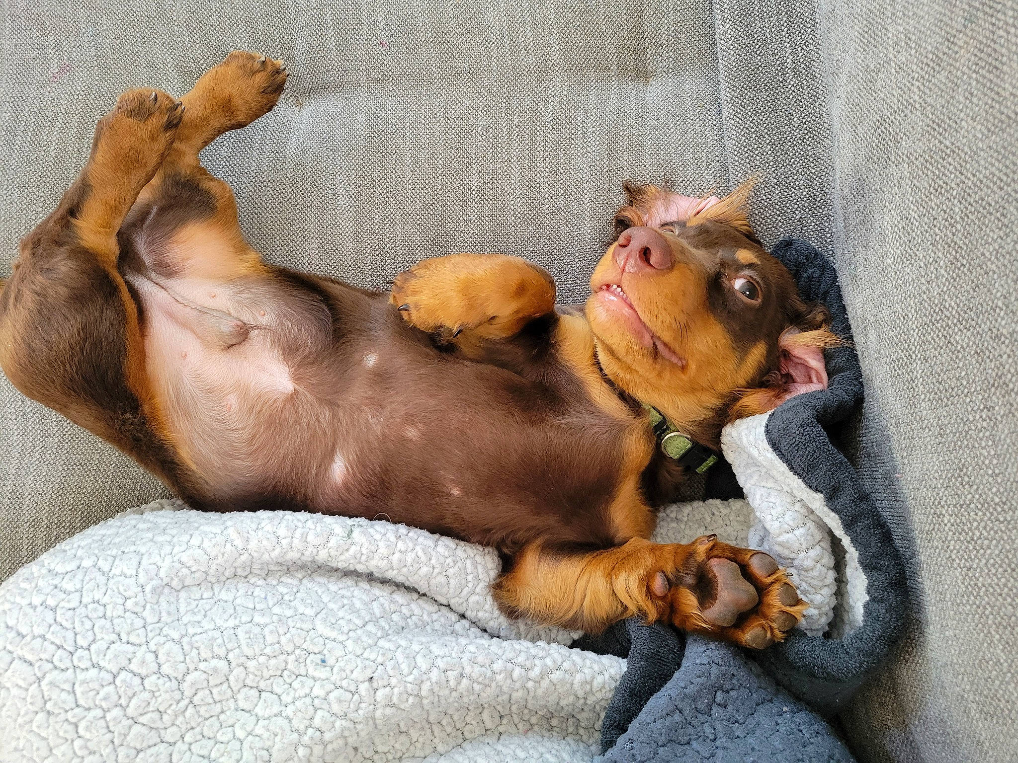 Toby joined the competition — help win amazing prizes! canidae, carnivore, comfort, companion_dog, dog, dog_breed, dog_supply, ear, fawn, hound, liver, paw, snout, sporting_group, terrestrial_animal, whiskers, working_animal