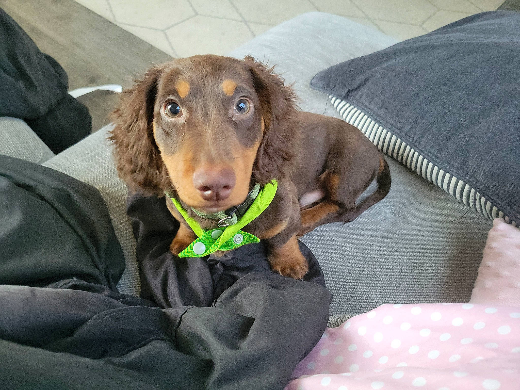 Toby is registered to the contest to win money with this photo: canidae, carnivore, comfort, companion_dog, dog, dog_breed, dog_collar, fur, gun_dog, hunting_dog, liver, pet_supply, snout, sporting_group, whiskers, wood, working_animal