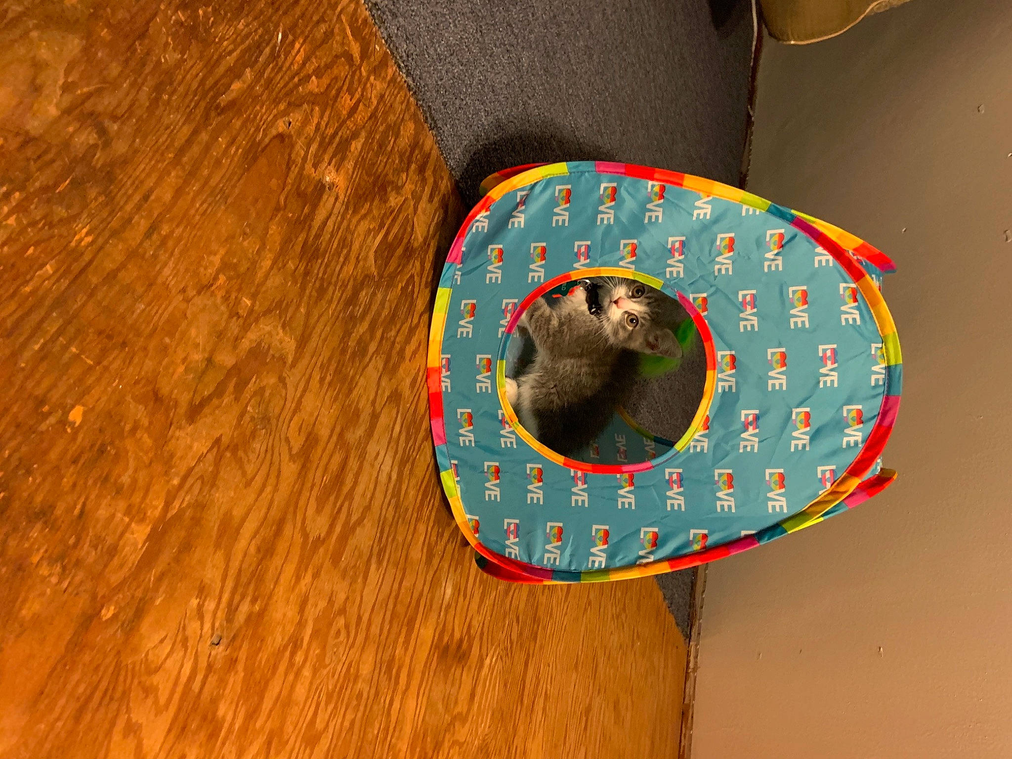 Milo joined the competition — help win amazing prizes! art, baked_goods, carnivore, circle, dessert, dishware, fashion_accessory, hardwood, hat, headgear, linens, pattern, plank, recreation, sweetness, tableware, varnish, visual_arts, wood, wood_stain